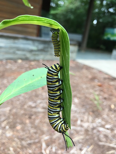 These two Monarch caterpillars (representing two instar stages) enjoying milkweed 