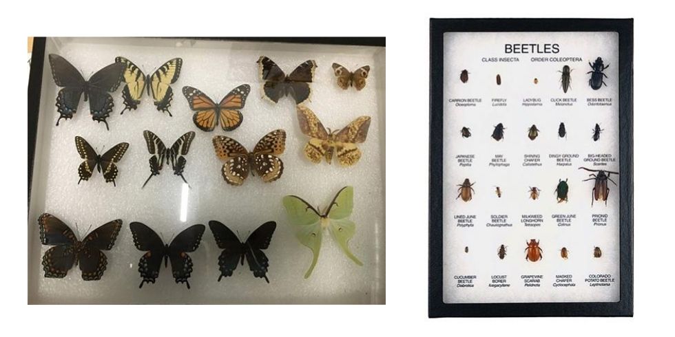 Native species of butterflies and moth for display in the Nature Center (left). Display of various beetles (right – photo courtesy of Nature-Watch)