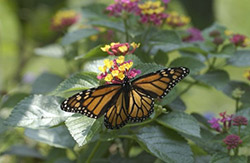 Monarch Butterfly