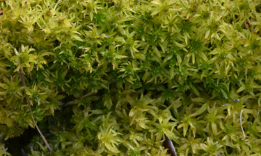 Using sphagnum moss to aid in filtering pool water could be a green, cost-saving alternative to pool chemicals.