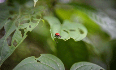 Lilioceris cheni, the Nepalese beetle that is providing bio-control of air potato vines in Miami-Dade County nature preserves, munches contentedly on one of the invasive plants.