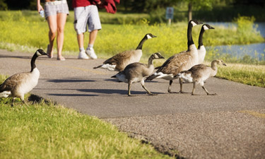 There are several techniques to help manage the growing Canada geese population in parks.