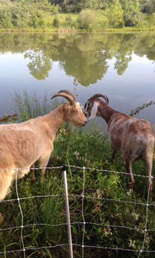 Two goats from a small herd that was enlisted to help control the spread of noxious weeds at Banshee Reeks Nature Preserve in Leesburg, Virginia.