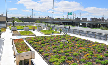 Green roof atop the NYC Parks Department's Five Borough Administrative Building on Randall's Island.