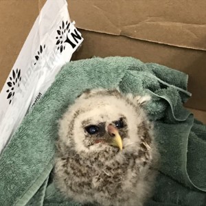 Baby Owl in Homemade Nest