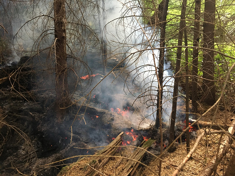 The Riverside Fire burned over 450 acres of forests managed by Clackamas County Parks and Forests.