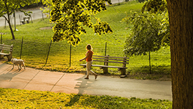 An adult walks a dog down a park path