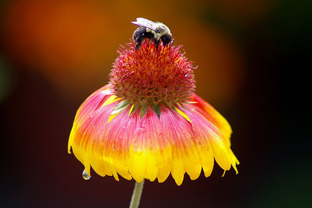 Week 4 Winner: Bee on a gaillardia flower by Angela Altomare.