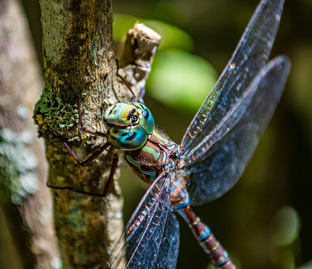 Week 3 Winner: Dragonfly on twig by Tiffany Soukup.