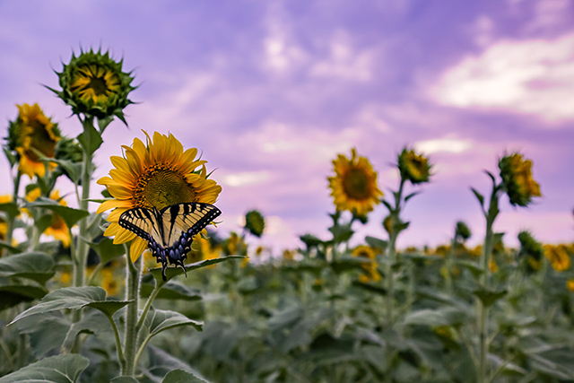 Week 1 Winner: Butterfly on sunflowers with a purple sky by Tina Morrison.