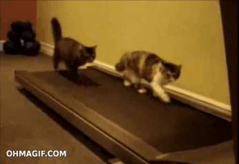 1.22.16_blog_fitness_cats