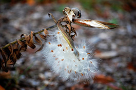 Blog-Milkweed-Plant-Monarch