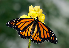 Blog-Monarch-Butterfly