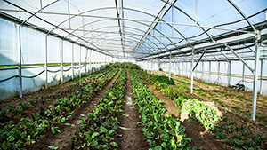 Be Inspired 2016 FL Orlando Garden