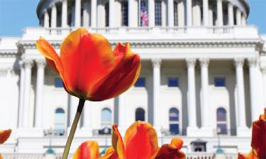 capitol building photograph featuring flowers