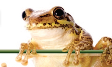 Cuban Tree Frog photo