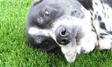 Dog Resting on Artificial Turf at Dog Park