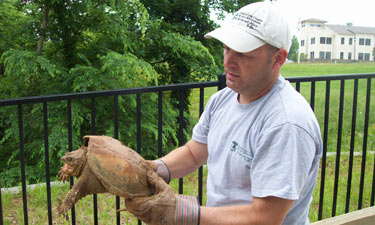 Chris Matthews rescues a turtle caught in suburban fencing