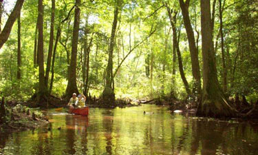 Trap Pond State Park canoers paddle amonth the last remaining bald cypress trees in what was once a massive cypress swamp.