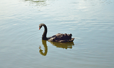 A black swan from New Orleans’ City Park makes a much-awaited recovery months after a vicious attack.