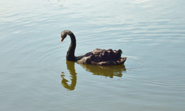 Amanda Erika, New Orleans City Park's only black swan, is recovering after a vicious attack that broke all of her eggs and left her with an injured ankle.