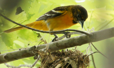 A friendly-looking bird that shines brightly in both color and song, the Baltimore Oriole is a favorite among birders across North America. Photo: www.flickr.com/photos/65854329@N05.