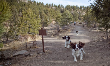 With 107 acres of open space to explore, canine visitors to Elk Meadow Park Dog Off-Leash Area have more than enough room to roam. Photo: Rachel Murray/www.rachelmurrayphotography.com.
