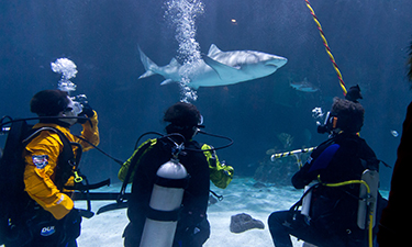Scuba divers at the Point Defiance Zoo and Aquarium in Tacoma, Washington, learn the critical role sharks play in the health and vitality of marine ecosystems.