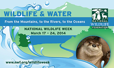 The National Wildlife Federation celebrates the connections between wildlife and water in the 2014 celebration of National Wildlife Week, held March 17–24.