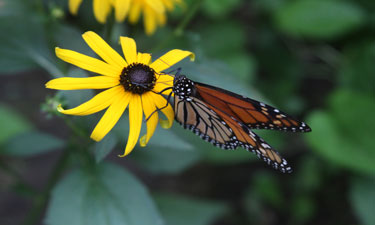 There is much we can do to protect the beloved monarch butterfly as it struggles to survive.