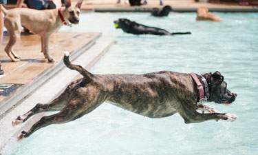 Lucky dogs take a dip at local pools to close out swimming season and welcome fall. 