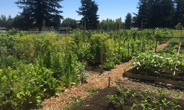 The Portland Department of Parks and Recreation established its community gardening program 40 years ago.