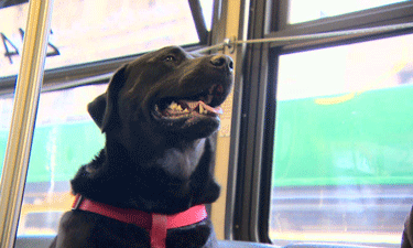 Labrador-mix Eclipse hops on her local express bus for a quick ride to the dog park.