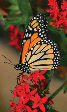 NRPA staffers and members are stepping up to join the fight to save the threatened monarch butterfly.