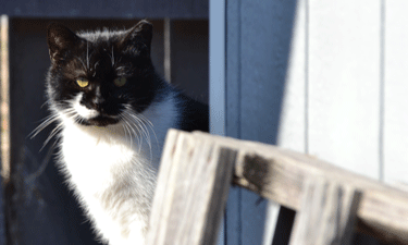 This abandoned cat found shelter around a storage shed in Henricus Historical Park in Virginia’s Chesterfield County.