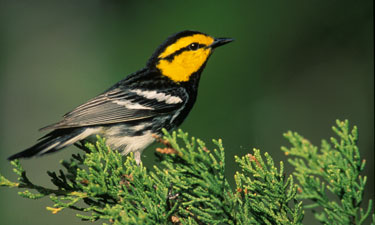 Thinking ‘outside the fence’ leads to innovative conservation projects at military bases nationwide; for example, golden-cheeked warbler habitat conservation around Camp Bullis near San Antonio.