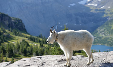 Mountain goat outfitted with GPS device for tracking its movements and collecting data.