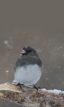 Wintertime is a big time in the birding community to see waterfowl and even songbirds, like juncos.
