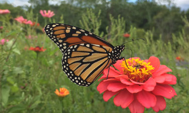 A monarch butterfly draws nectar from a zinnia in NRPA's Monarch Waystation.